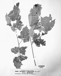 Erysiphe cruciferarum image